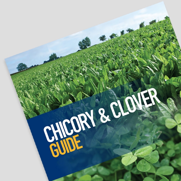 CHICORY AND CLOVER GUIDE
