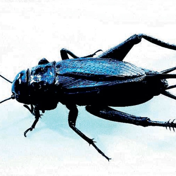 Black Field Cricket