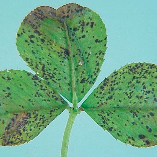 Clover Blotches