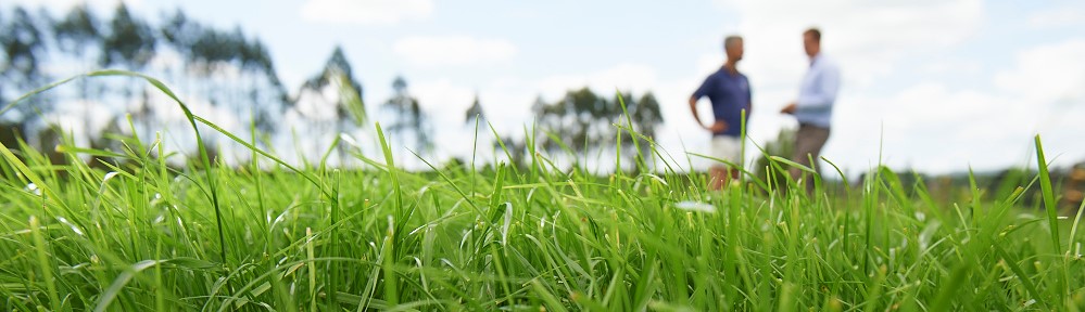 Excess perennial reyegrass