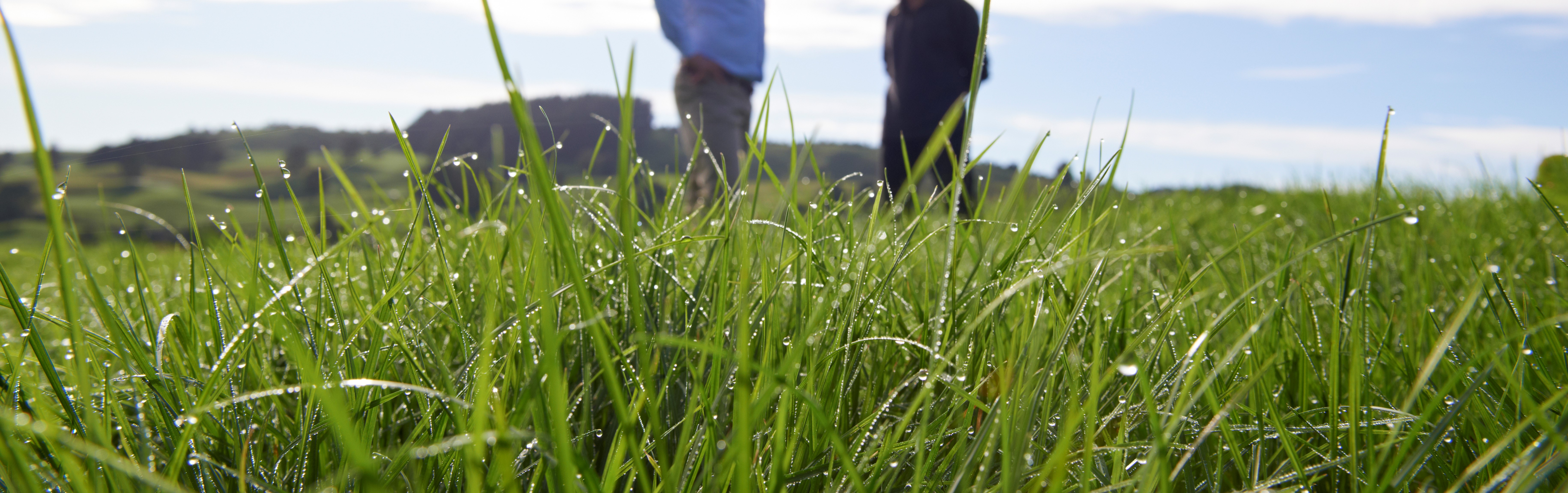 Platform perennial ryegrass