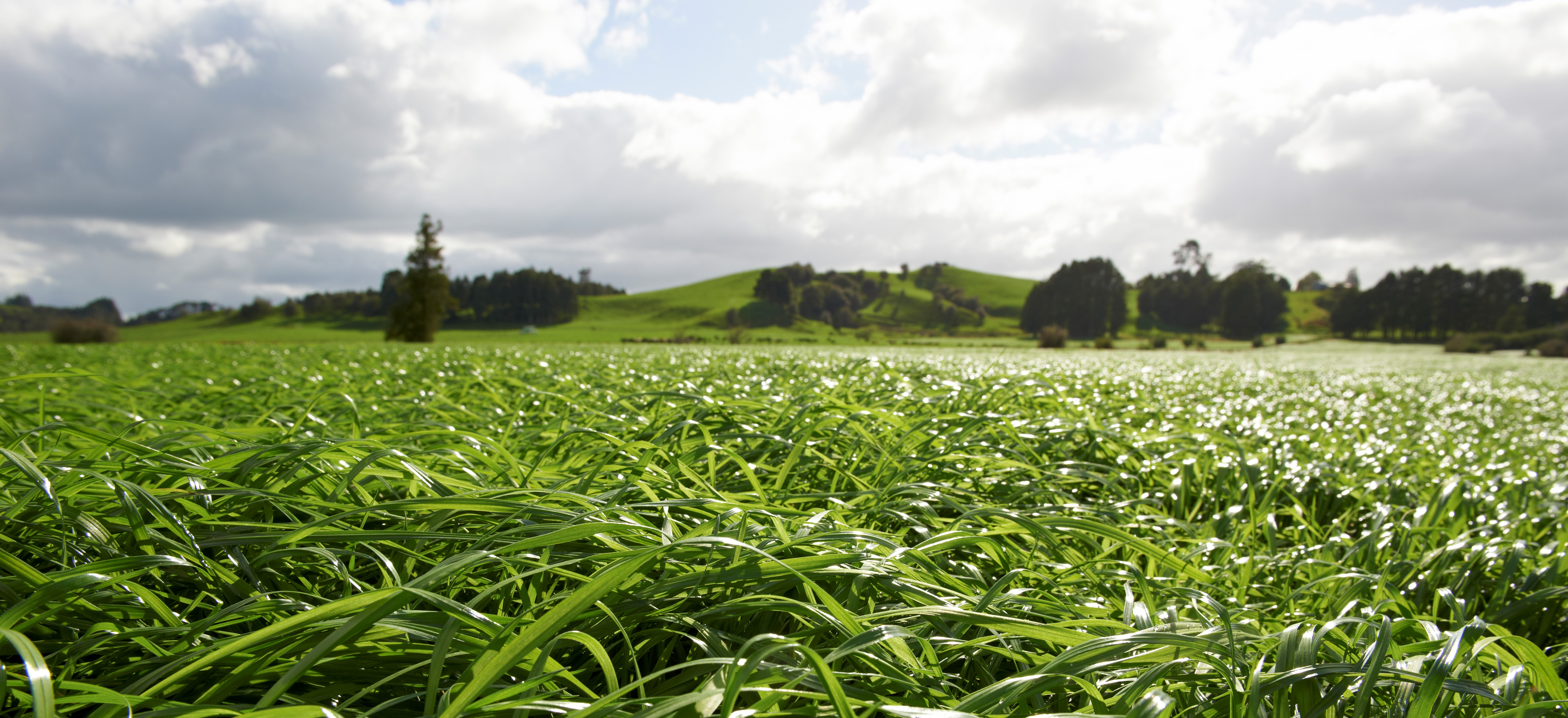 Winter Star II tetraploid annual ryegrass
