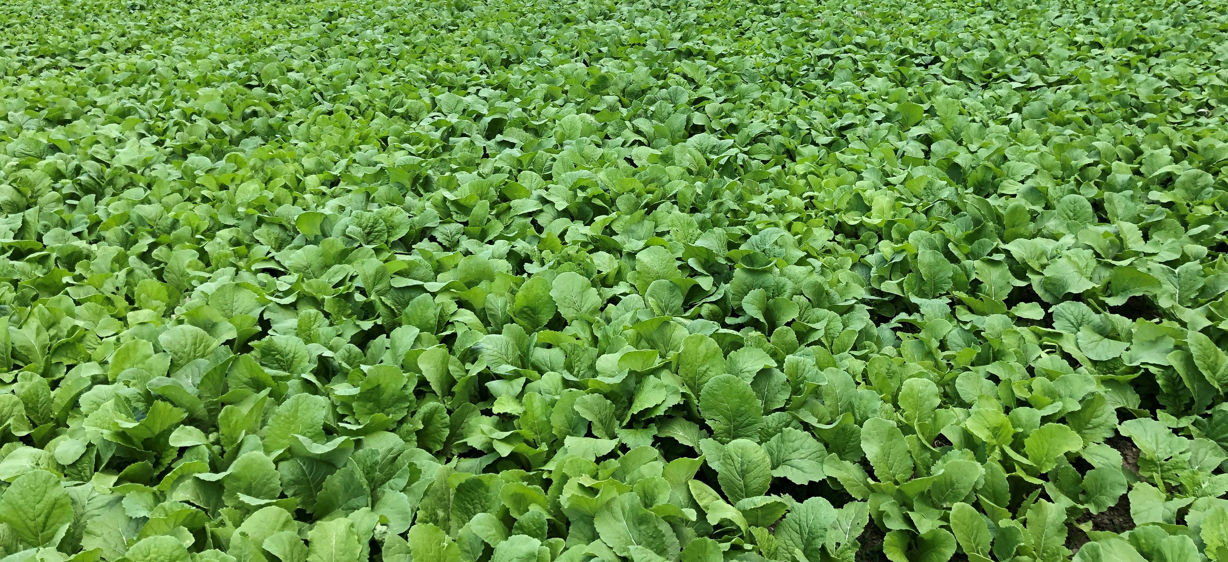 Cleancrop™ leafy turnip