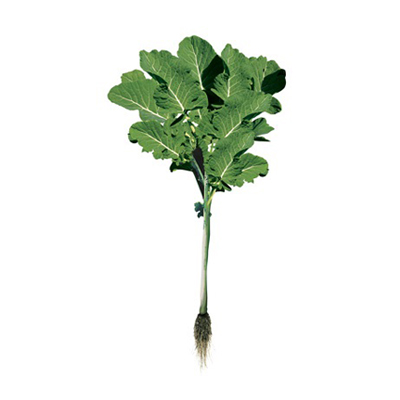 Kale